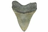 Serrated, Fossil Megalodon Tooth - North Carolina #362876-2
